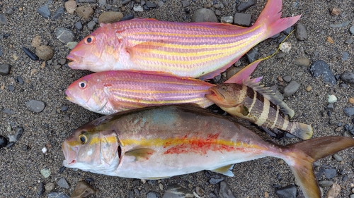 カンパチの釣果