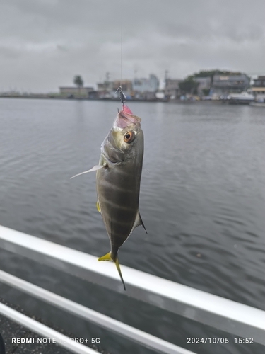 メッキの釣果