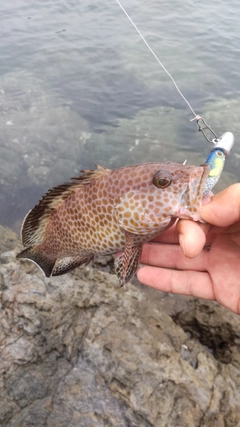 オオモンハタの釣果