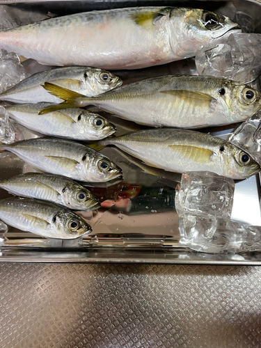 ハゼの釣果