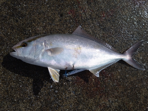 カンパチの釣果