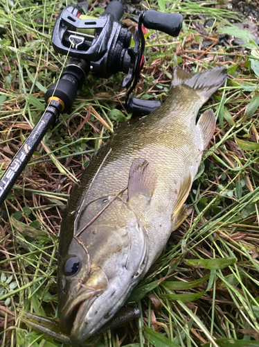 スモールマウスバスの釣果