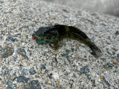 アナハゼの釣果