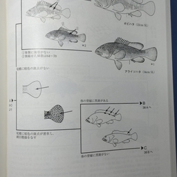 タチウオ