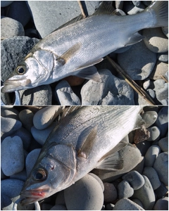 セイゴ（ヒラスズキ）の釣果