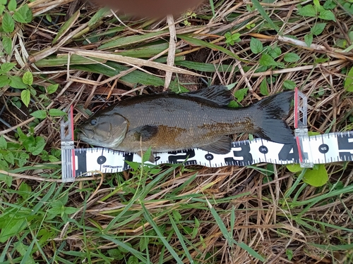 スモールマウスバスの釣果