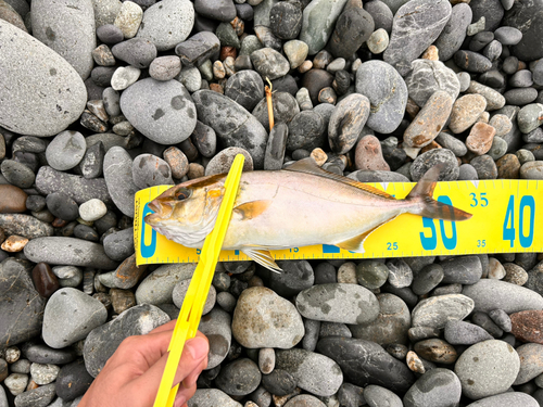 ショゴの釣果