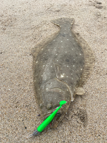 ヒラメの釣果