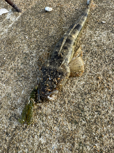 マゴチの釣果