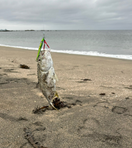 釣果