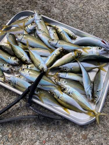 アオアジの釣果