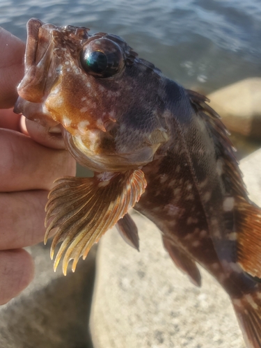 ガシラの釣果