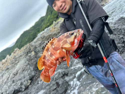 アカハタの釣果