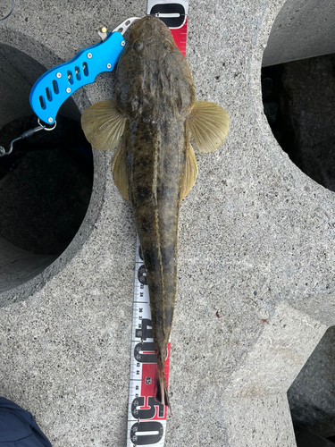 マゴチの釣果