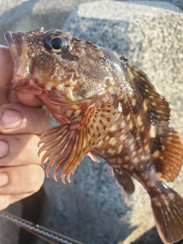 ガシラの釣果