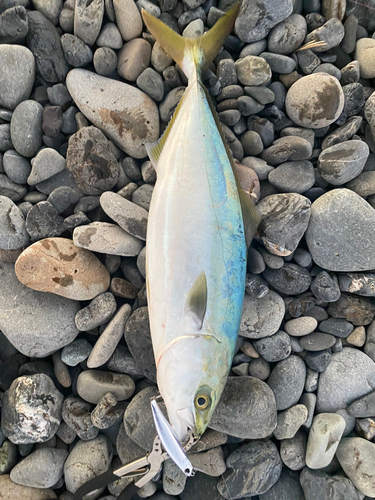 イナダの釣果