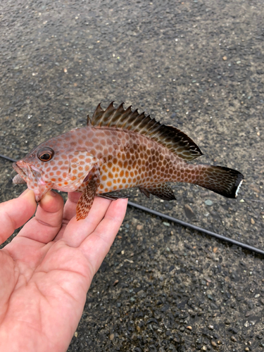 オオモンハタの釣果