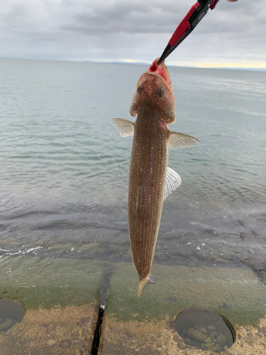 エソの釣果