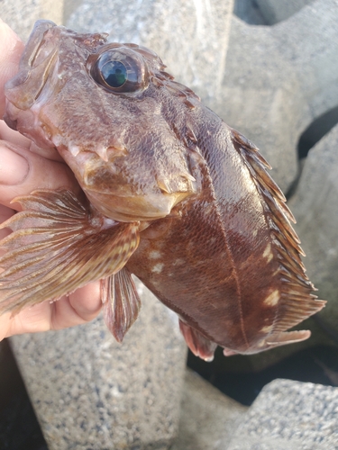 ガシラの釣果