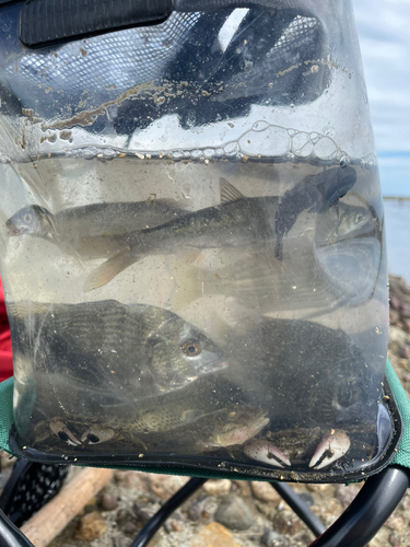 マハゼの釣果