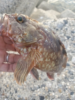 ガシラの釣果