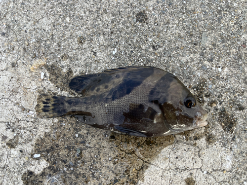 コショウダイの釣果