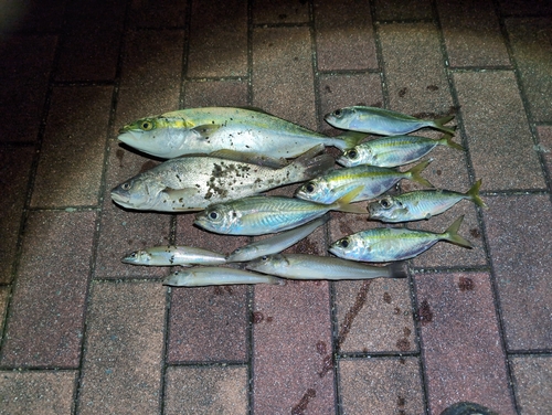 イナダの釣果