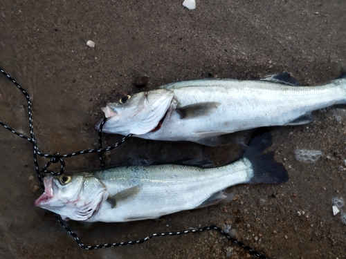 セイゴ（ヒラスズキ）の釣果