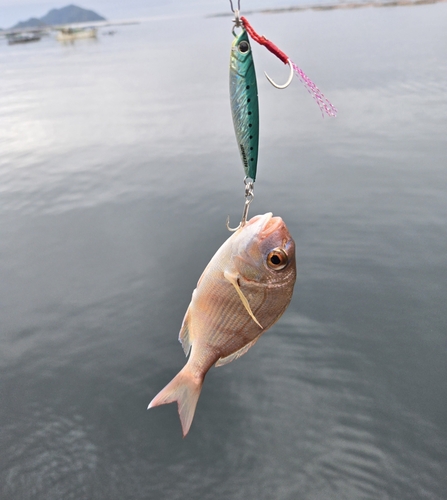 チダイの釣果