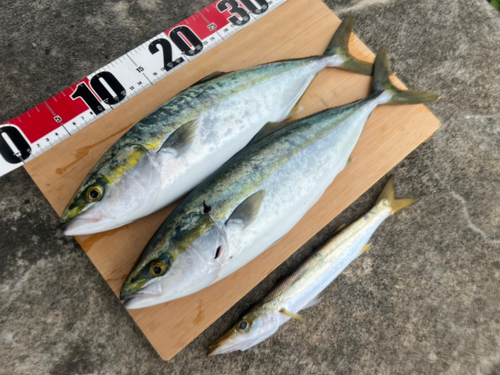 ハマチの釣果