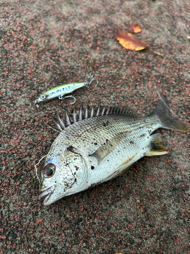 チヌの釣果