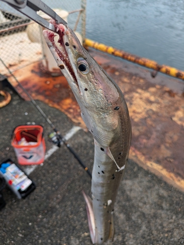 ハモの釣果