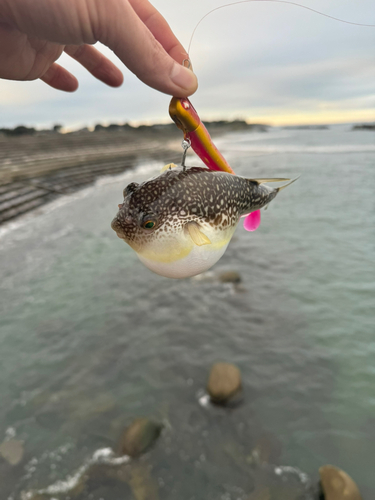 フグの釣果