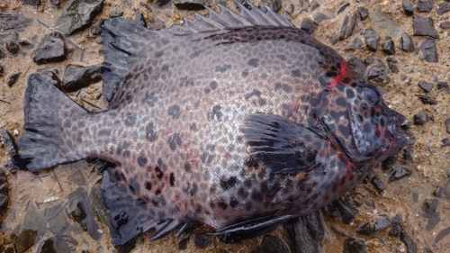 イシガキダイの釣果