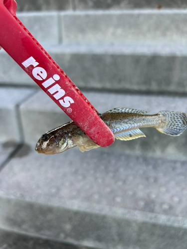 マハゼの釣果