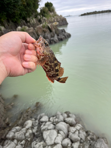 アラカブの釣果