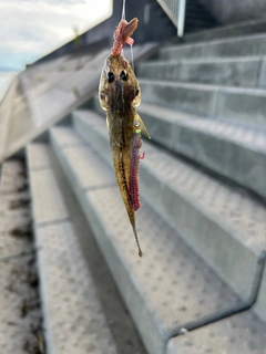 マハゼの釣果