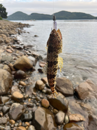 エソの釣果