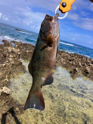 アオノメハタの釣果