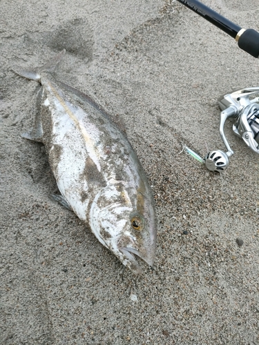 ネリゴの釣果