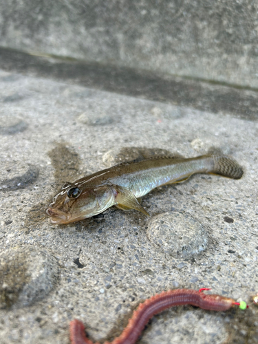 マハゼの釣果