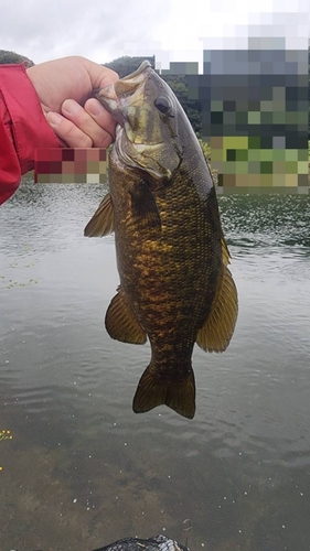 スモールマウスバスの釣果