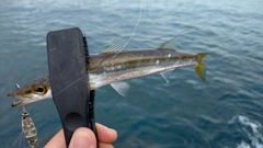 カマスの釣果