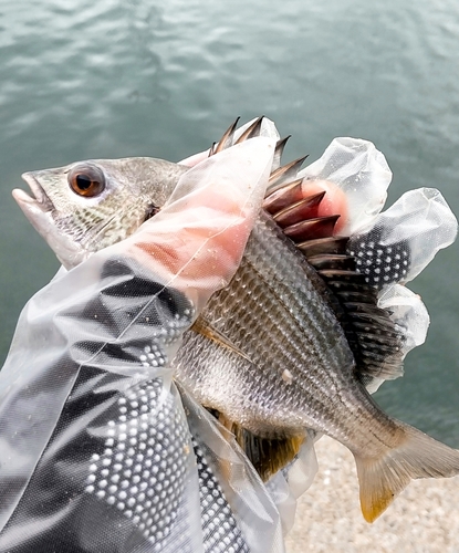 キビレの釣果