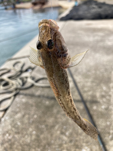 ハゼの釣果