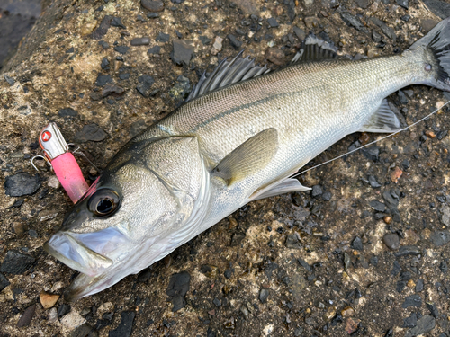 シーバスの釣果