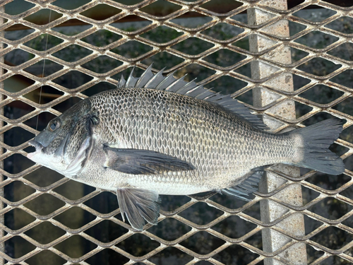 クロダイの釣果