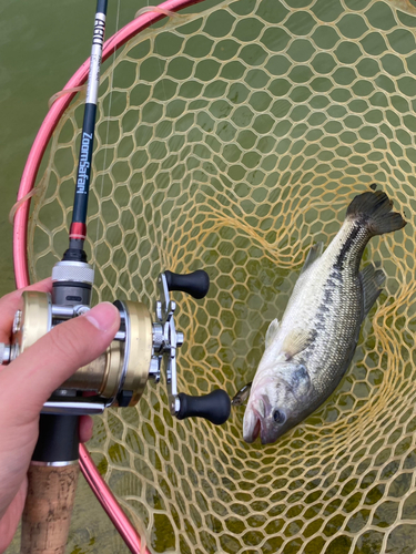 ラージマウスバスの釣果