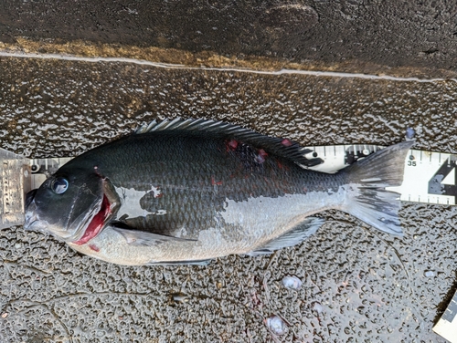 グレの釣果