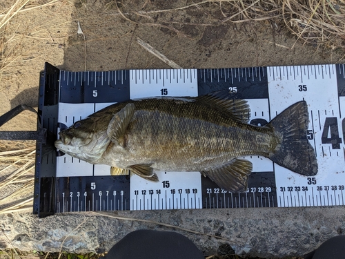 スモールマウスバスの釣果